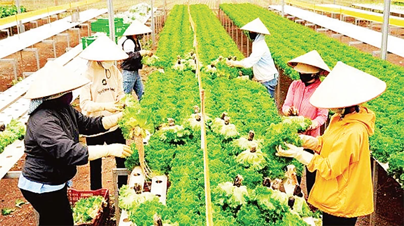 Huyện Ðức Trọng (Lâm Ðồng) ứng dụng công nghệ cao, thông minh trên một số loại cây trồng, vật nuôi đặc sản.