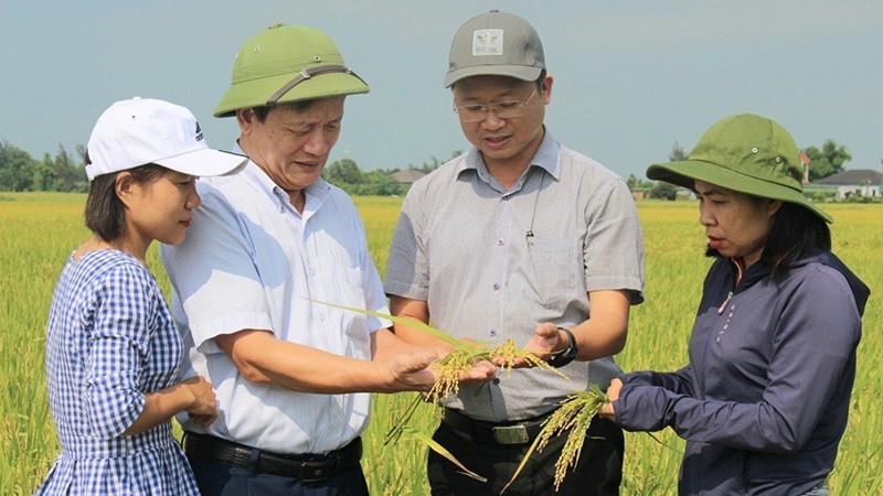 Kiểm tra sự sinh trưởng, phát triển của lúa sản xuất theo tiêu chuẩn hữu cơ tại tỉnh Hà Tĩnh. (Ảnh NGUYỄN HỮU NGỌC) 