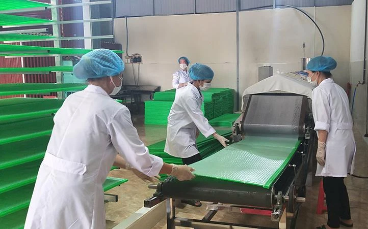 Sản xuất bánh đa nem theo công nghệ hiện đại tại Hợp tác xã Dịch vụ sản xuất nông nghiệp và cơ khí Xuân Tiến (huyện Xuân Trường, Nam Định).