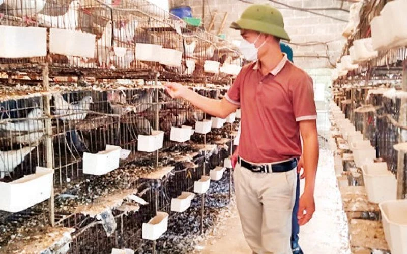 Anh Nguyễn Văn Lịch chăm sóc đàn chim bồ câu.