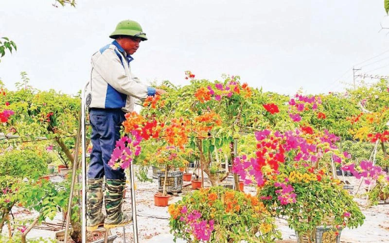 Mô hình trồng hoa giấy gắn với dịch vụ du lịch tại xã Phù Đổng (huyện Gia Lâm).