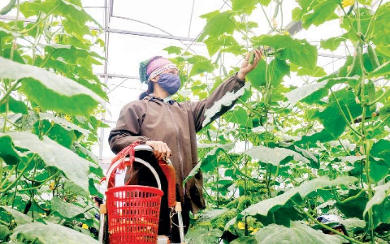 Sản phẩm rau an toàn của Hợp tác xã nông nghiệp Hương Ngải (huyện Thạch Thất) được công nhận sản phẩm OCOP. (Ảnh MAI QUÝ)