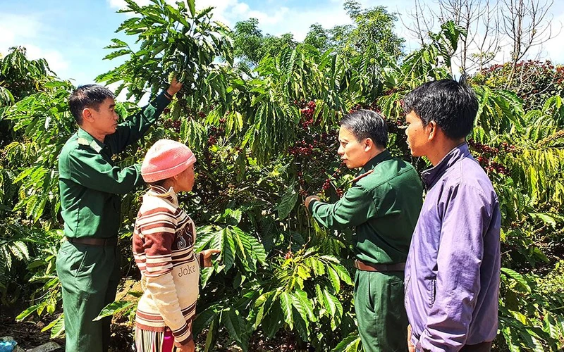 Cán bộ, chiến sĩ Đồn Biên phòng Sa Loong, xã Sa Loong, huyện Ngọc Hồi, tỉnh Kon Tum hướng dẫn người dân chăm sóc cà-phê.
