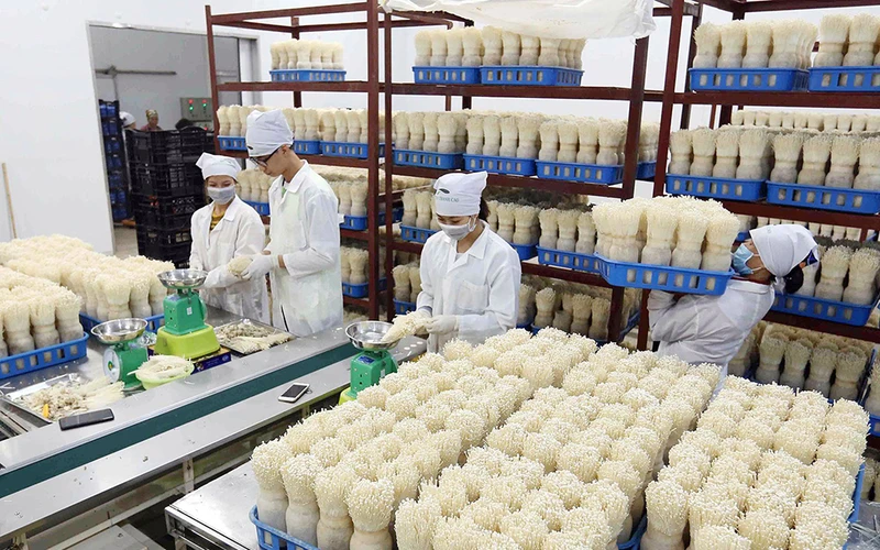 Sản xuất nấm kim châm theo công nghệ cao của Nhật Bản tại Công ty TNHH xuất nhập khẩu Kinoko Thanh Cao, huyện Mỹ Đức, Hà Nội. (Ảnh VŨ SINH) 