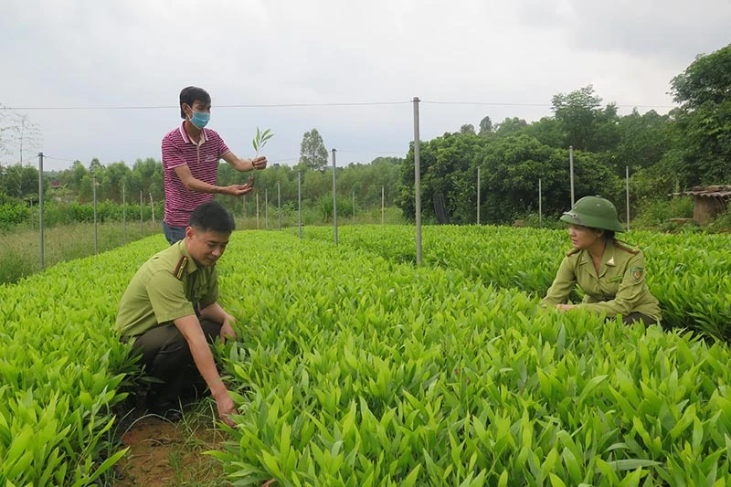 Cán bộ Chi cục Kiểm lâm tỉnh Lạng Sơn kiểm tra chất lượng giống cây lâm nghiệp tại một số vườn ươm ở xã Sơn Hà, huyện Hữu Lũng, tỉnh Lạng Sơn.