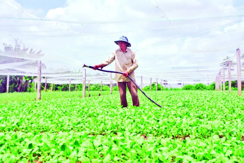 Mô hình trồng rau ăn lá trên nền đất lúa tại xã Bình Nghị, huyện Gò Công Đông.