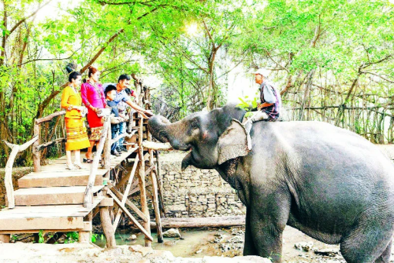 Du lịch thân thiện với voi góp phần bảo tồn đàn voi nhà tại tỉnh Đắk Lắk.