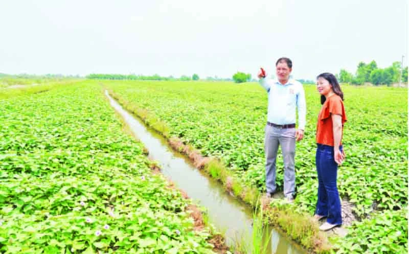 Ruộng khoai lang giống của xã Tân Thành, huyện Bình Tân, tỉnh Vĩnh Long. 