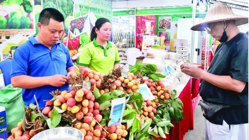 Quả vải được giới thiệu, bày bán tại Tuần hàng nông sản, trái cây các tỉnh, thành phố tại Hà Nội năm 2023. 