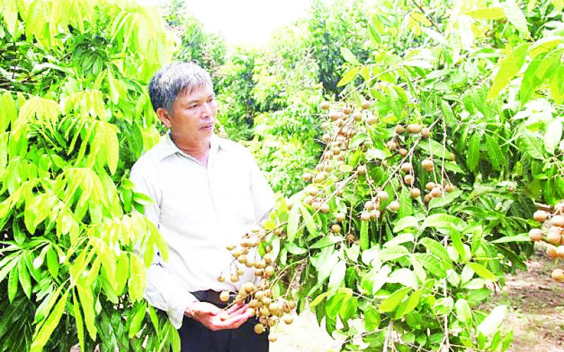 Nhãn lồng Hưng Yên được xếp hạng 13 trong số 50 loại trái cây nổi tiếng ở Việt Nam.