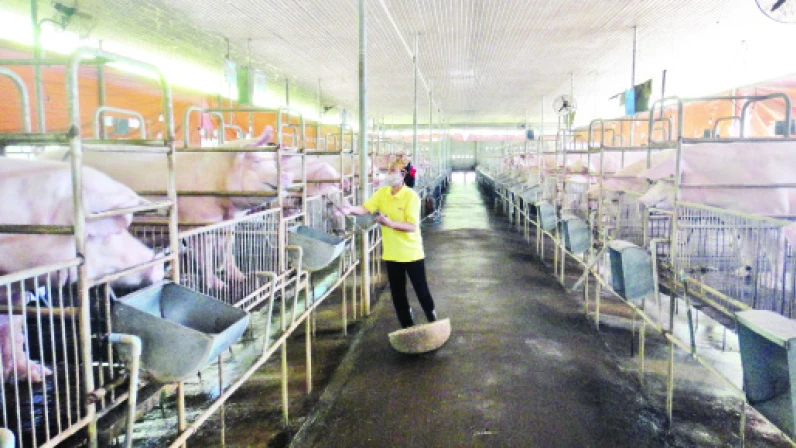 Chăn nuôi heo theo hướng an toàn sinh học tại huyện Xuân Lộc, Đồng Nai. 