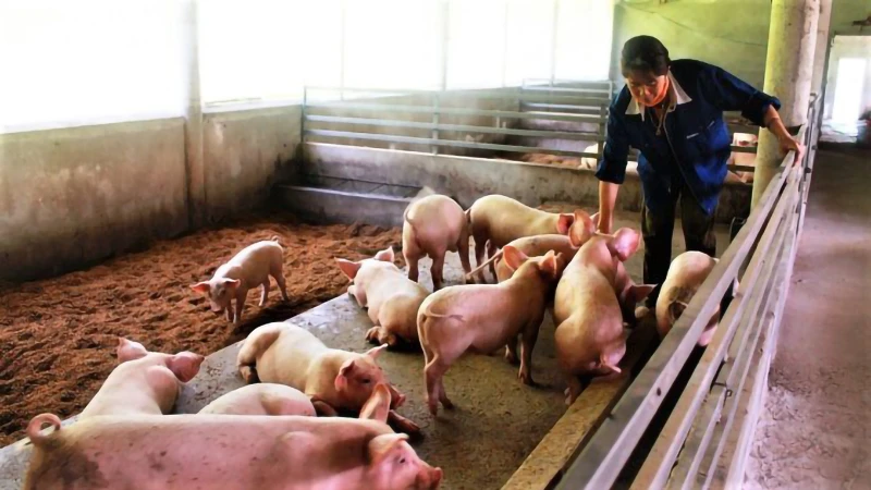 Mô hình chăn nuôi lợn hữu cơ tại tỉnh Quảng Bình đạt hiệu quả khá tốt, được nhân rộng.