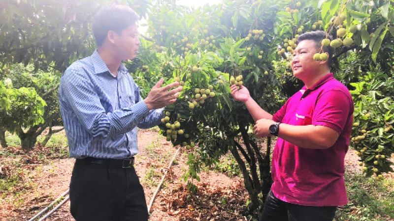 Vùng chuyên canh nhãn hữu cơ tại Tây Ninh.