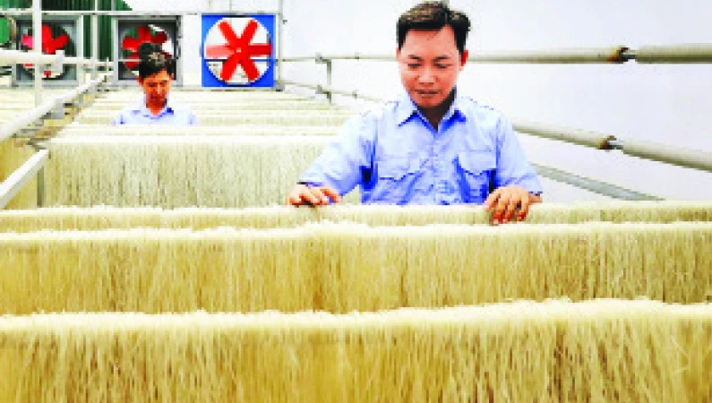 Sản xuất miến dong tại xã Minh Khai, huyện Hoài Đức (Ảnh NGỌC ANH)