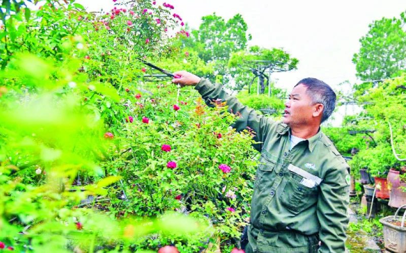 Ông Phạm Đức Tài chăm sóc hoa hồng tại vườn.