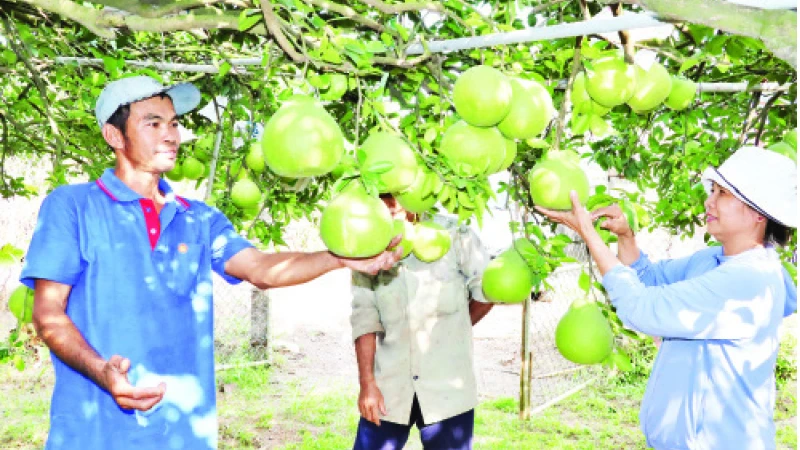 Gia đình bà Nguyễn Thị Nga thu hoạch bưởi để bán ra thị trường trong dịp Tết Nguyên đán Giáp Thìn 2024.