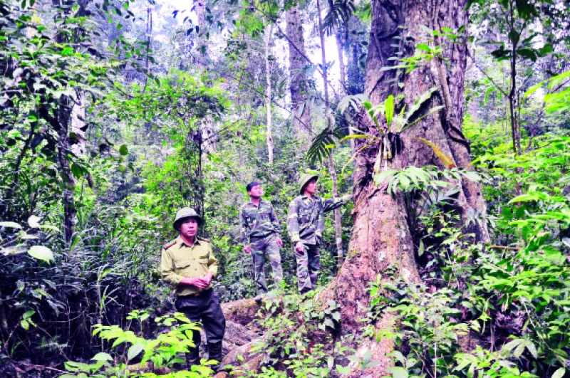 Lực lượng kiểm lâm tăng cường công tác tuần tra bảo vệ rừng.