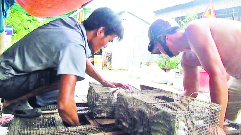  Chuột đồng được gom về các vựa tại chợ Phù Dật ở ấp Bình Chiến, xã Bình Chánh, huyện Châu Phú, tỉnh An Giang.