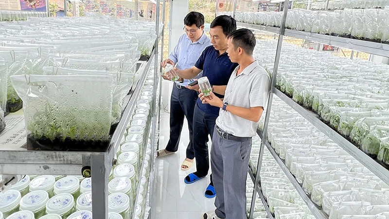 Nuôi cấy mô cây lâm nghiệp tại Công ty TNHH một thành viên Thái Xuân Biên, tỉnh Gia Lai. (Ảnh AN PHÁT)