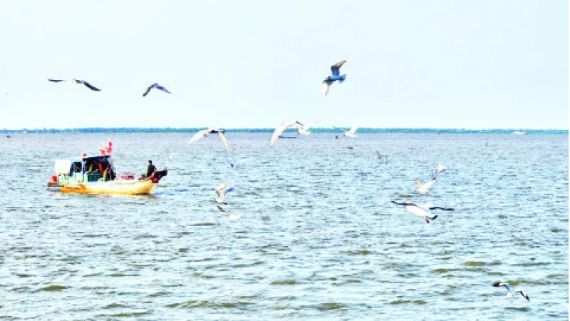 Chim hải âu chao liệng cánh săn mồi ở cửa biển thành phố Rạch Giá, tạo nên khung cảnh tuyệt đẹp.
