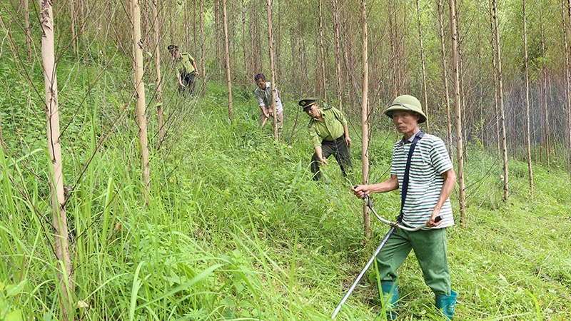 Lực lượng kiểm lâm phối hợp với chủ rừng chăm sóc bảo vệ rừng trồng tại xã Đồng Vương, huyện Yên Thế (Bắc Giang). (Ảnh VŨ SINH)
