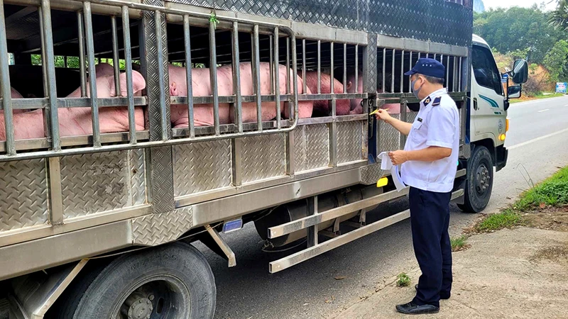 Kiểm dịch xe vận chuyển lợn tại Trạm Kiểm dịch động vật Chợ Mới, tỉnh Bắc Kạn. (Ảnh CÔNG LUẬN)
