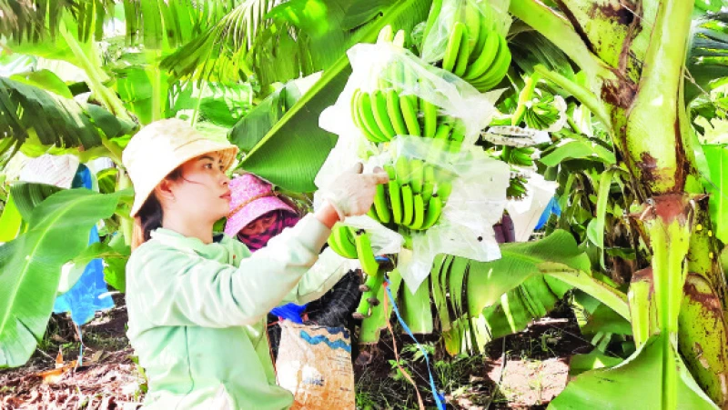  Nông dân tỉnh Bình Phước trồng chuối cấy mô xuất khẩu. 