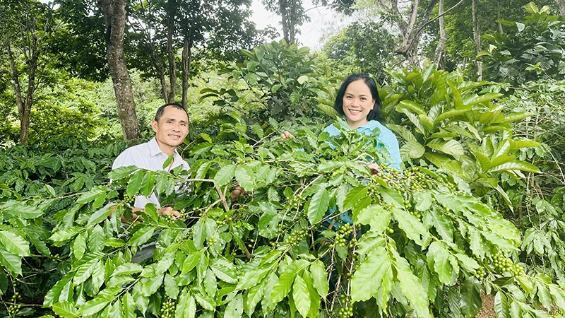 Chị Lương Thị Ngọc Trâm và anh Phan Hồng Phong ở vườn cà-phê arabica Khe Sanh.