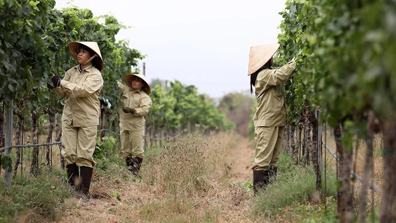 Công nhân Công ty cổ phần thực phẩm Lâm Đồng chăm sóc vườn nho Sauvignon, giống nho chuyên dùng để sản xuất rượu vang trắng tại Ninh Thuận. (Ảnh CÔNG ĐẠT)