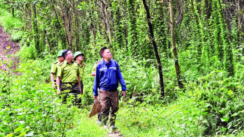 Ông Đặng Văn Hậu giới thiệu cho cán bộ kiểm lâm rừng gỗ lớn tám năm tuổi của gia đình.