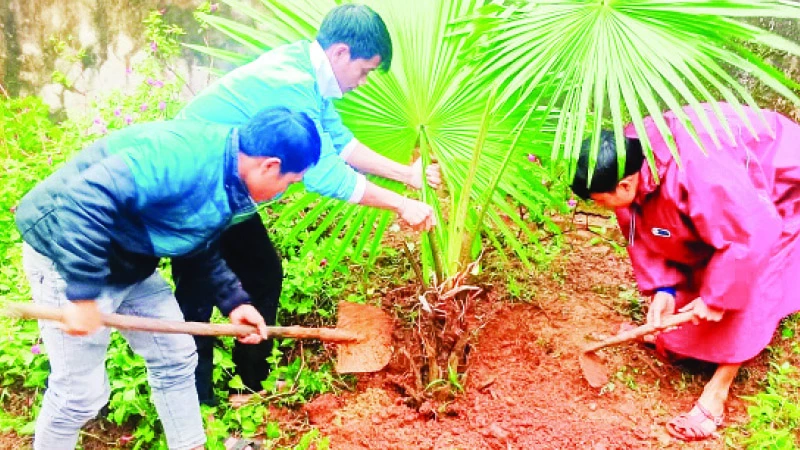 Người dân xã A Bung, huyện ĐaKrông (Quảng Trị) trồng cây dọc các tuyến đường mẫu.