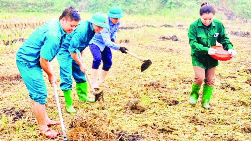 Nông dân huyện Văn Yên (Yên Bái) trồng ngô trên đất hai vụ lúa.