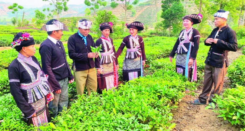 Cây chè mang lại thu nhập ổn định cho bà con Nậm So.