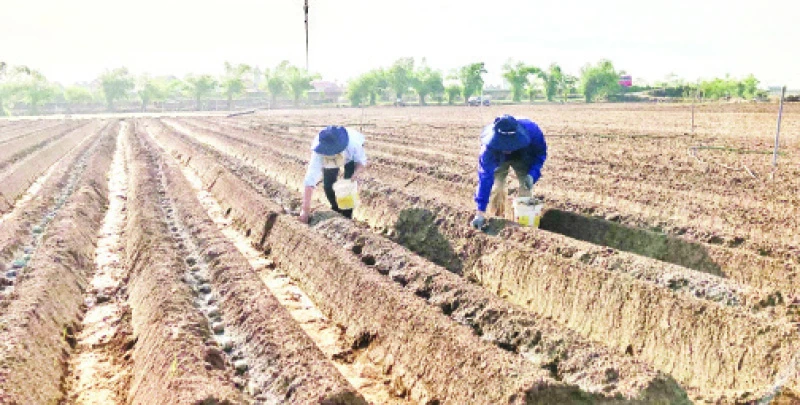 Nông dân tỉnh Hải Dương trồng khoai tây trong vụ đông năm 2024.