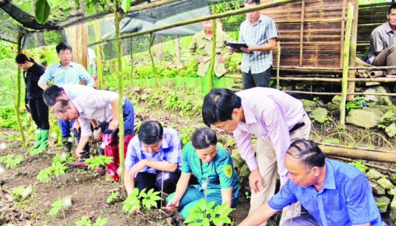 Cán bộ Sở Khoa học và Công nghệ tỉnh Bắc Kạn kiểm tra việc thu thập giống loài sâm mới phát hiện tại huyện Ba Bể. (Ảnh NGUYỄN HÙNG)