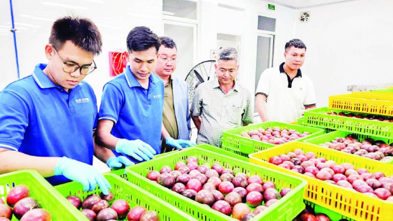 Tuyển chọn chanh leo xuất khẩu tại nhà máy của Công ty Blue Ocean JSC, huyện Lâm Hà.