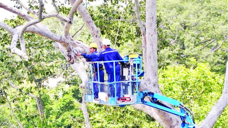 Cắt tỉa và chằng buộc hàng nghìn cây cổ thụ trước mùa mưa bão tại Công viên Tao Đàn. (Ảnh Thế Anh )