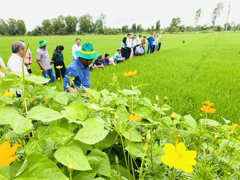 Các mô hình thí điểm cấp tỉnh được triển khai trong năm 2024.