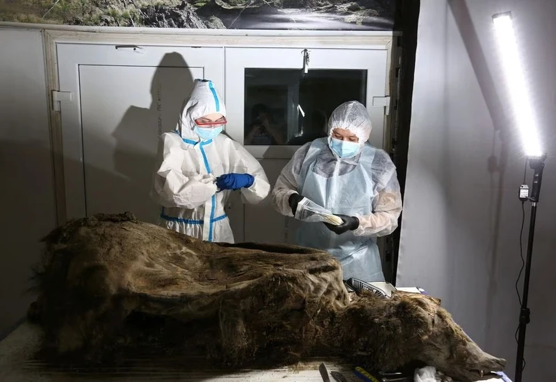 Các nhà khoa học tiến hành khám nghiệm hóa thạch gấu nâu có niên đại 3.460 năm, được những người chăn tuần lộc tìm thấy trong lớp băng vĩnh cửu ở phía bắc Yakutia năm 2020. (Ảnh: Reuters)