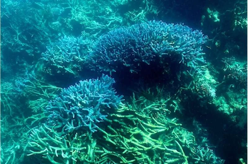 Tình trạng rạn san hô Great Barrier Reef có thể xấu đi trong trường hợp nhiệt độ nước biển tăng gây ra một đợt tẩy trắng hàng loạt mới vào cuối năm nay. 