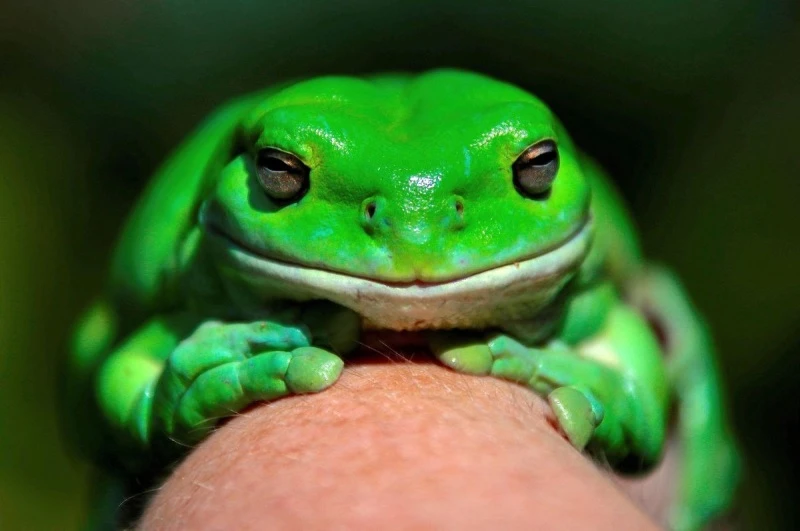 Một loài ếch cây xanh ở Australia. (Ảnh: Reuters)