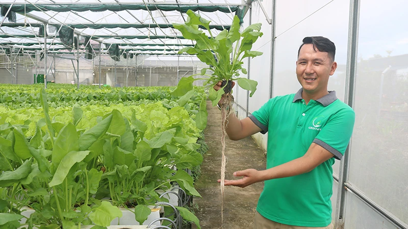 Anh Trần Thái Bảo đến thăm vườn rau thủy canh và theo dõi quá trình sinh trưởng của các loại rau cải.