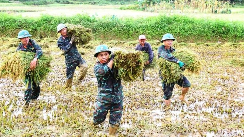 Cán bộ, chiến sĩ Đoàn Kinh tế-Quốc phòng 92 (Thừa Thiên Huế) giúp nhân dân xã A Roàng, huyện A Lưới gặt lúa chạy lũ. (Ảnh: QĐ)