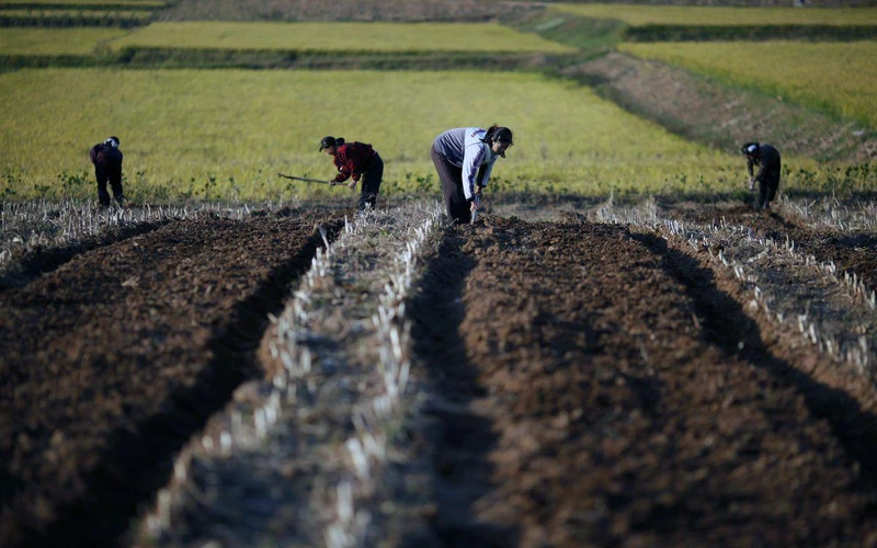 Ngành nông nghiệp ở Hàn Quốc thiếu hàng chục nghìn lao động. (Ảnh REUTERS) 