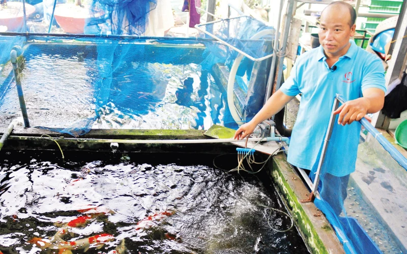 Anh Trương Trung Cường ở xã Tân Nhựt, huyện Bình Chánh với mô hình nuôi cá cảnh đạt hiệu quả cao. 