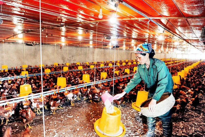 Trang trại chăn nuôi gà thịt tại xã Cấn Hữu, huyện Quốc Oai. (Ảnh NGỌC MAI) 