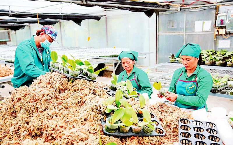 Xã viên Hợp tác xã Ðan Hoài, huyện Ðan Phượng ươm trồng hoa lan xuất khẩu. (Ảnh BÁ HOẠT) 