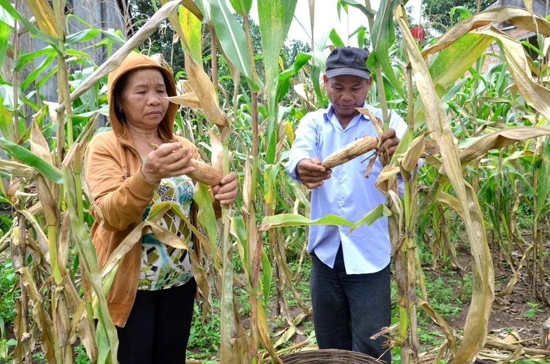 Một hộ gia đình người dân tộc Châu Ro ở thôn 7, xã Đức Tín, huyện Đức Linh, (Bình Thuận) thu hoạch bắp