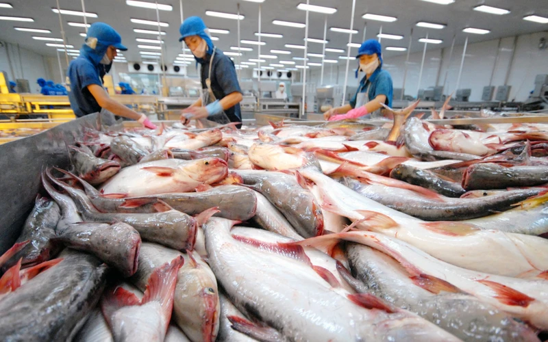 Chế biến cá tra tại doanh nghiệp FDI thuộc Tập đoàn Sao Mai. 