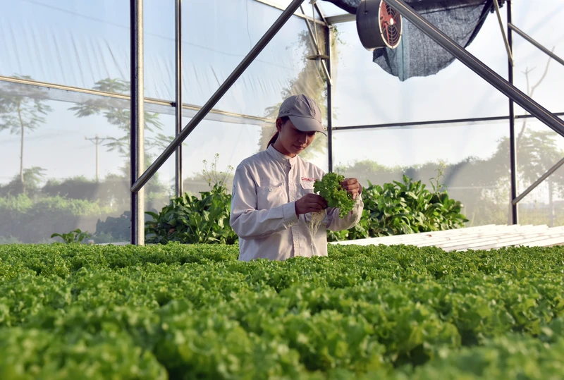 Kỹ sư nông nghiệp Công ty Declo Farm (tỉnh Bắc Ninh) kiểm tra tốc độ tăng trưởng của rau màu trồng trong nhà kính. (Ảnh MINH HÀ) 